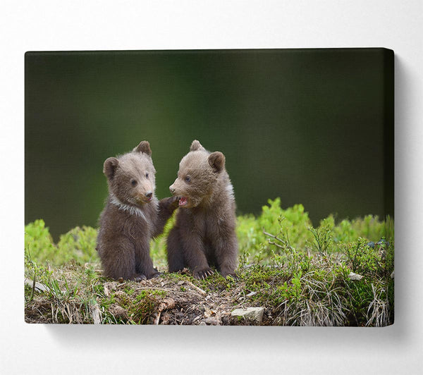  A Canvas Print of Two bear cubs playing Canvas Print