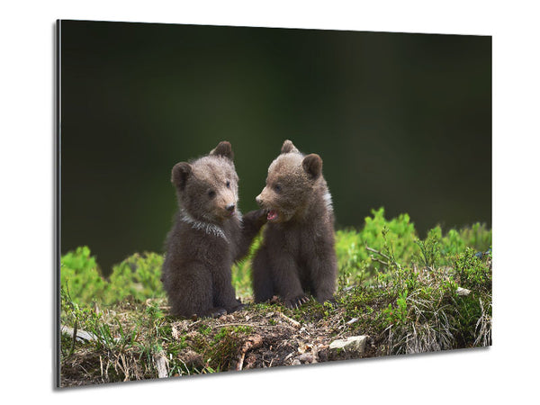 Two bear cubs playing Metal Print