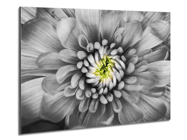 Nahaufnahme Blume in Schwarz und Weiß