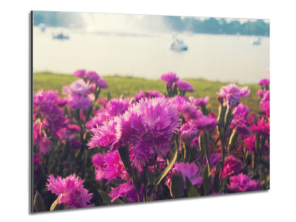 Pink flowers in the countryside Metal Print