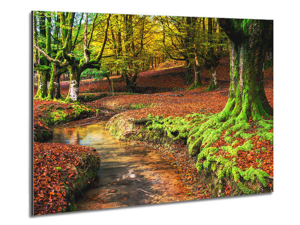 Gentle shallow stream woodland Metal Print