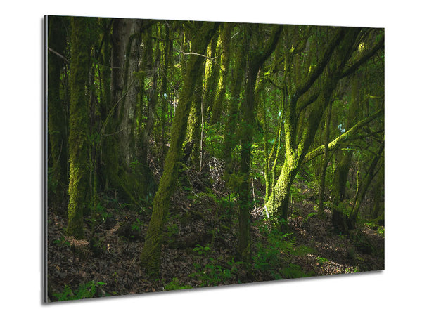 Dense Green Mossy Forest Metal Print