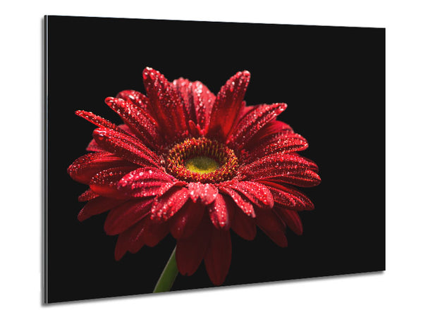 Red gerbera with rain droplets Metal Print