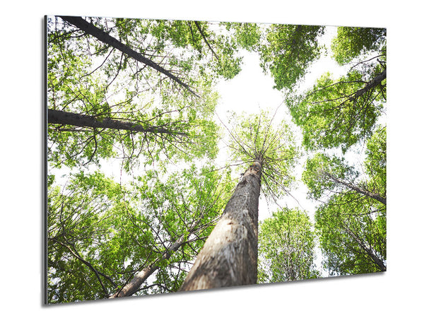 Up the tree to the skies Metal Print