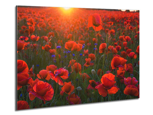 Red poppies under the sunset Metal Print
