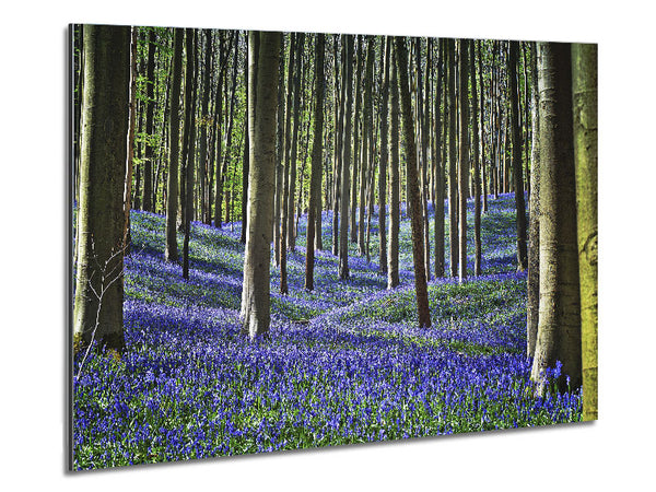Stunning beautiful lilac woodland walk Metal Print