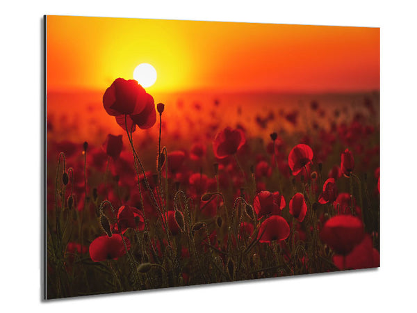 Poppies in the sunset reds Metal Print
