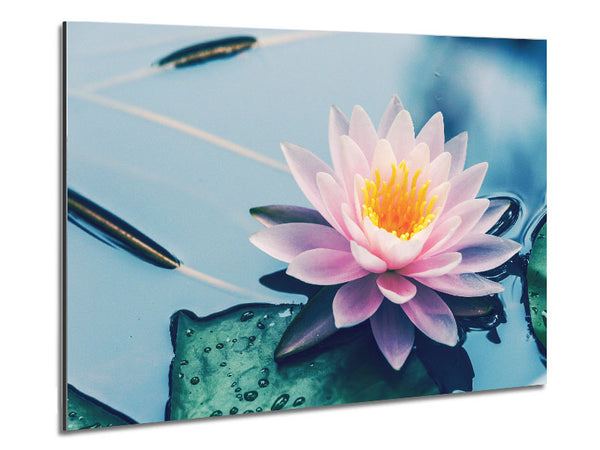 Lotus on the lake close up Metal Print