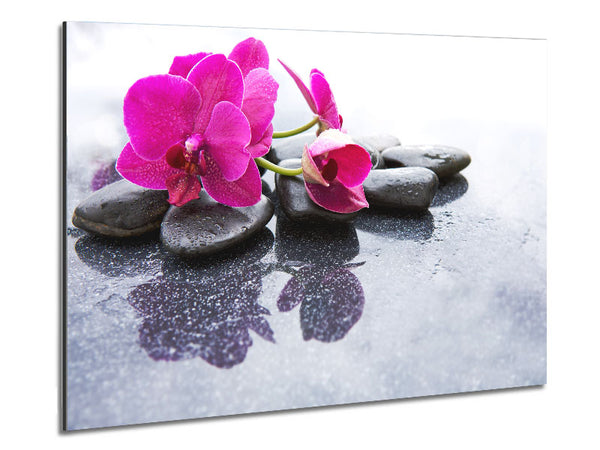 Pink orchid on the rocks Metal Print