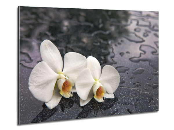 Orchid heads in water Metal Print