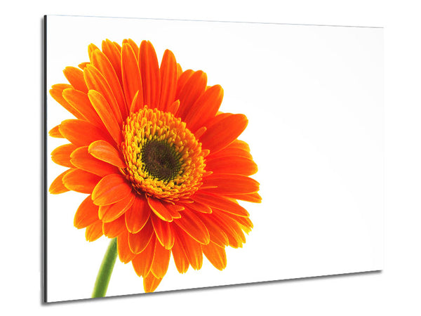 Gorgeous orange gerbera Metal Print