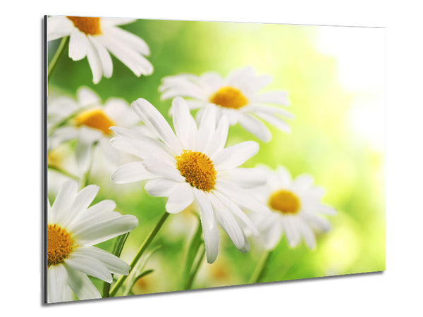 Daisies up close glowing Metal Print