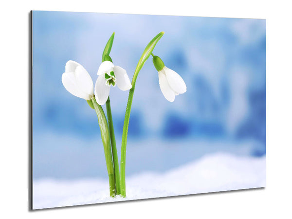 White snowdrops in the snow Metal Print
