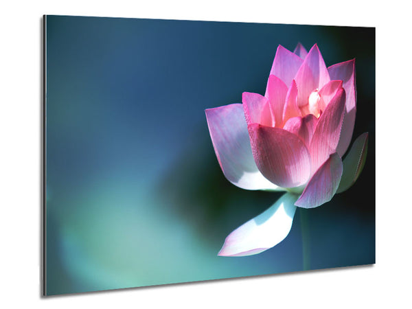 Pink flower in detail Metal Print