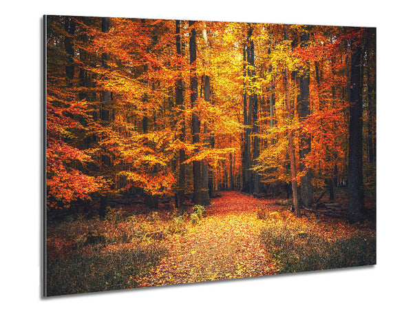 Orange woods in the autumn Metal Print