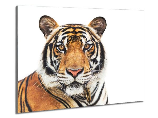 Tiger staring at the camera Metal Print