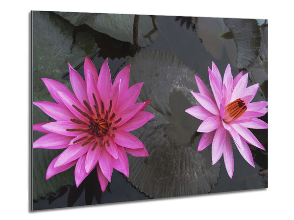 Pink flowers in the lake Metal Print