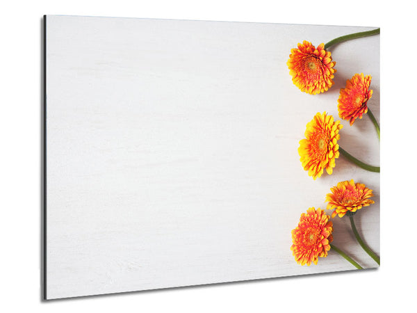 Orange Gerberas laid out Metal Print
