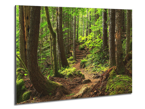 Green up hill forest walk Metal Print