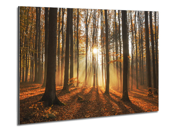 Sunbeam forest in the misty hues Metal Print