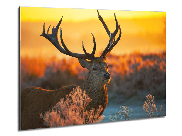 Crisp winters stag Metal Print