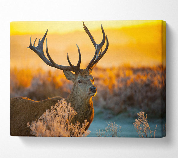  A Canvas Print of Crisp winters stag Canvas Art