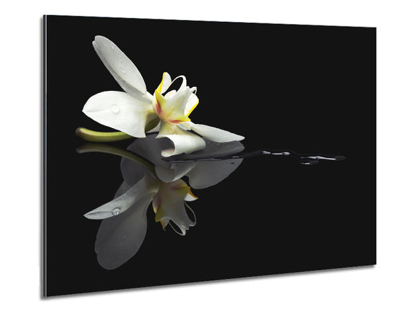 Orchid on black Metal Print