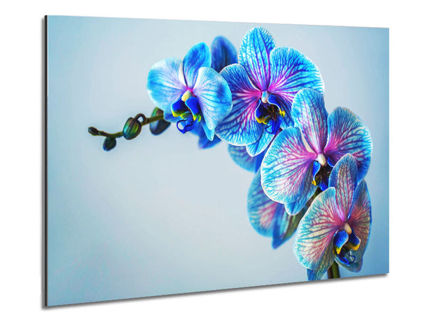 Blue orchids close up Metal Print