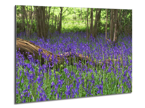 Purple flowers in the meadow Metal Print