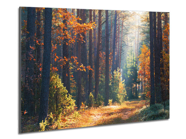 Forest of tall trees Metal Print