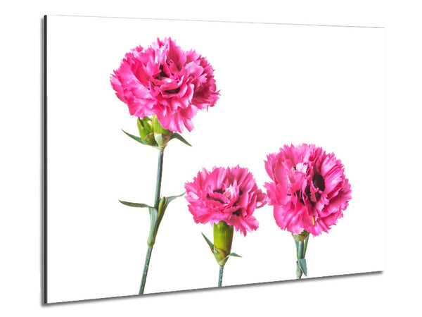 Pink flowers standing up Metal Print