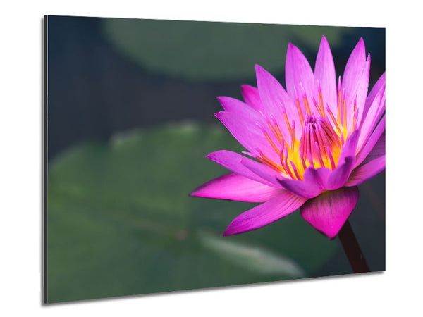 Lotus flower up close pink Metal Print