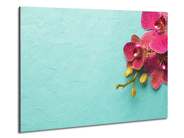 Orchids on the blue Metal Print