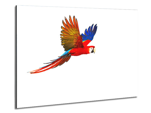 parrot in flight Metal Print