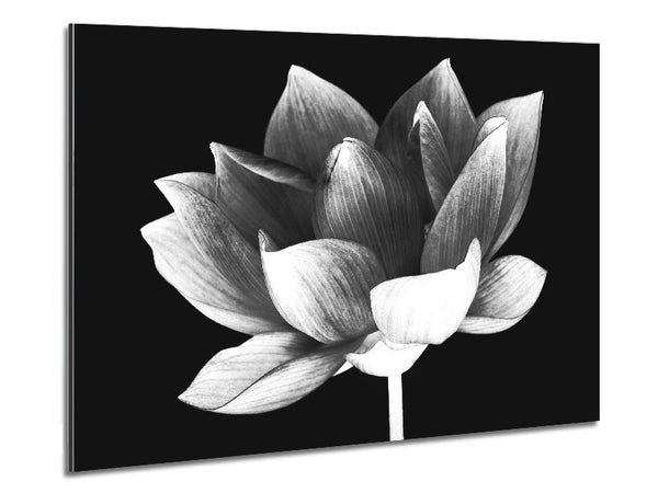 Black and white flower beauty Metal Print