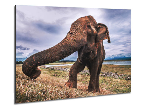 Elephant coming up close Metal Print