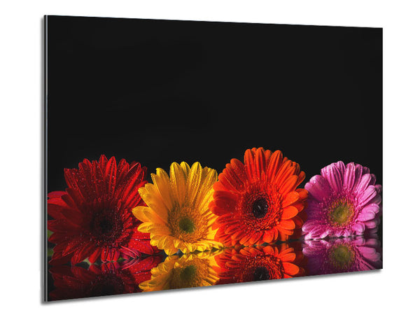 Multi coloured gerberas Metal Print