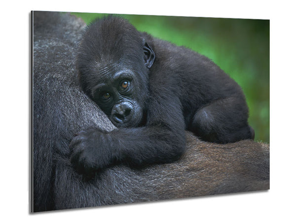 Baby gorilla Holding on Metal Print