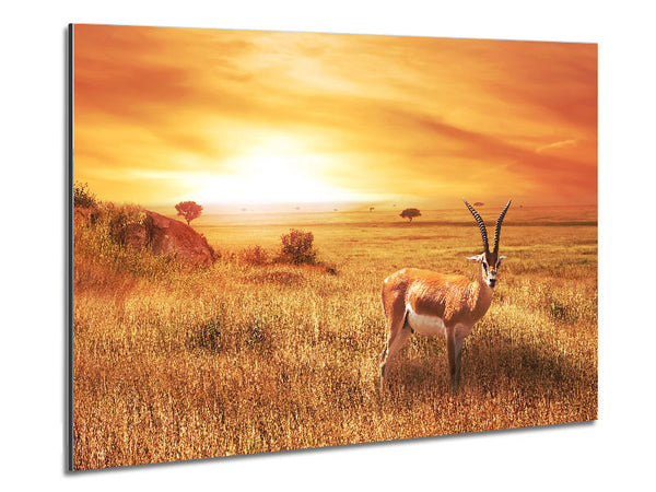 Gazelle in the grasslands Metal Print