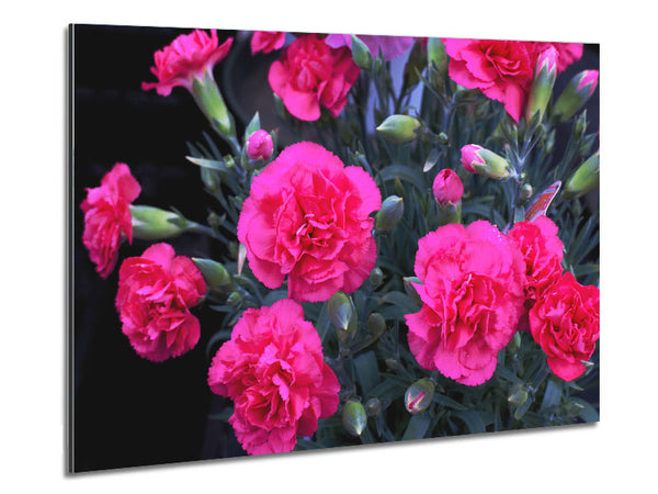 Pink flowers rising Metal Print