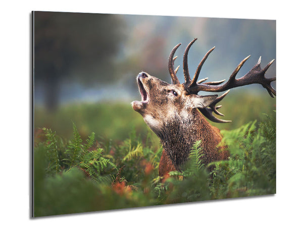 Elk call Metal Print