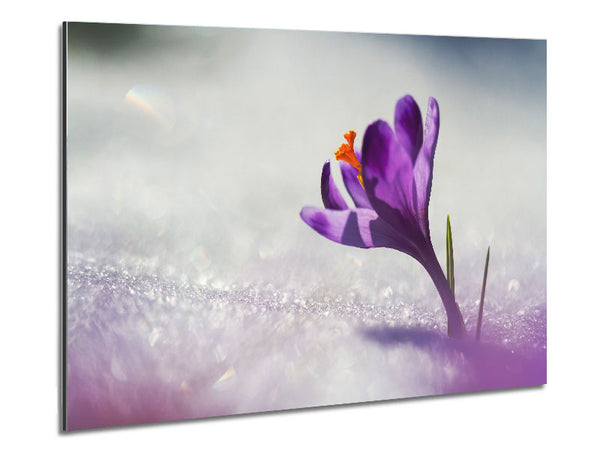 Purple Crocus flower Metal Print