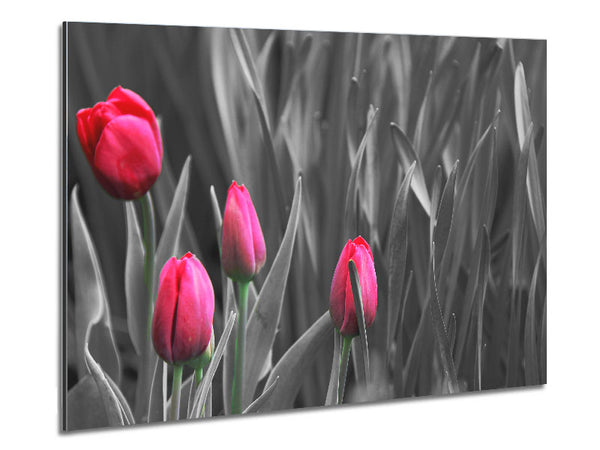 Pink tulips black and white Metal Print