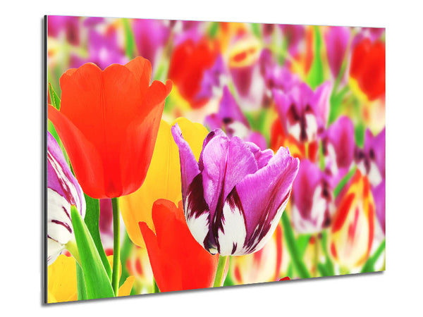 Colourful tulips in up close Metal Print