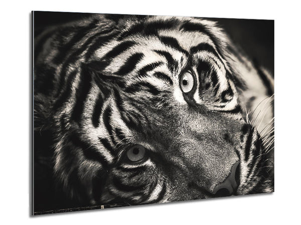 Up close tiger lying down Metal Print