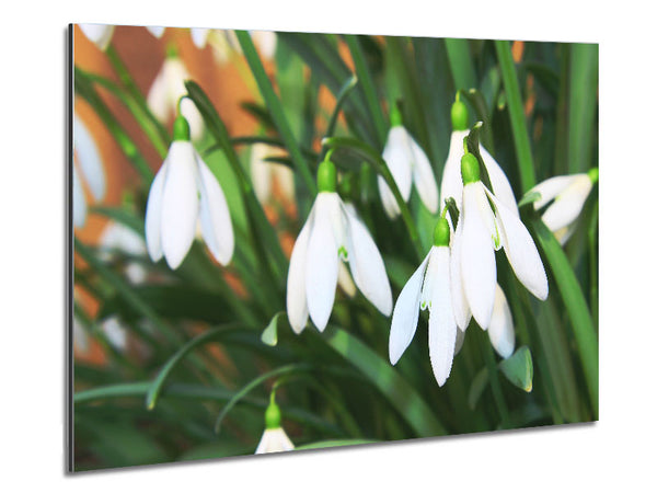 White snowdrops falling down Metal Print