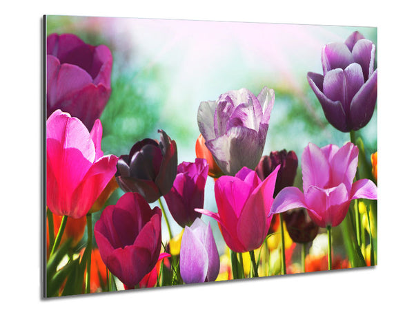Multiple coloured tulips Metal Print