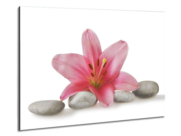 Pink Lilly on grey pebbles Metal Print