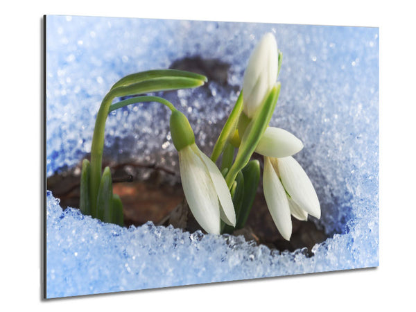 White snowdrops peering through the snow Metal Print