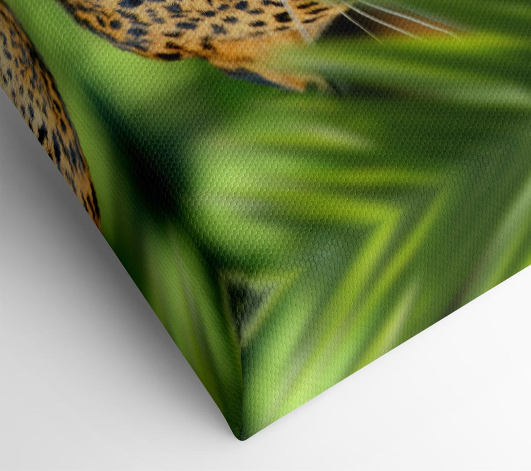 A Canvas Print of Fierce leopard in the grass Canvas Print